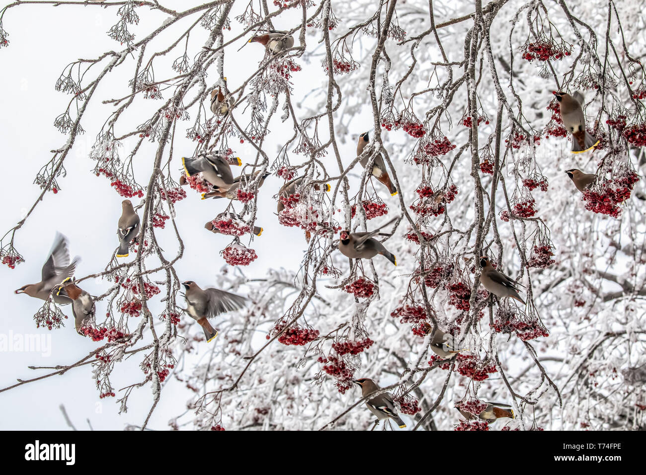 Troupeau de Bohemian jaseurs (Bombycilla garrulus) assis dans un frosty Mountain-frêne en hiver, ils se nourrissent de petits fruits matures Banque D'Images
