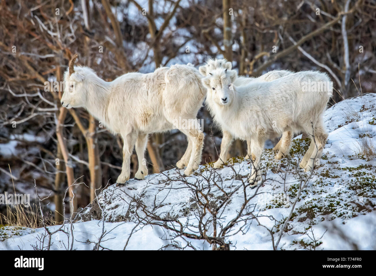 Moutons Dall (Ovis dalli) brebis et agneaux dans la région de Windy point à l'extérieur d'Anchorage près de MP 107 de l'autoroute Seward, un lieu commun pour voir... Banque D'Images