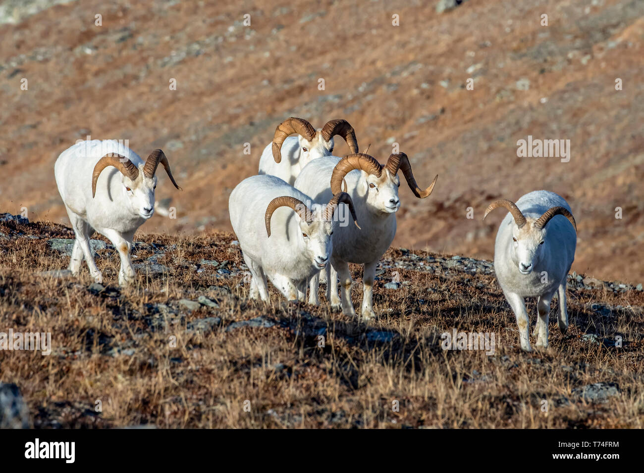 Dall Sheep RAM (Ovis dalli) marchant sur une colline dans le haut du pays dans le parc national Denali et de préserver dans l'intérieur de l'Alaska en automne.Bér... Banque D'Images