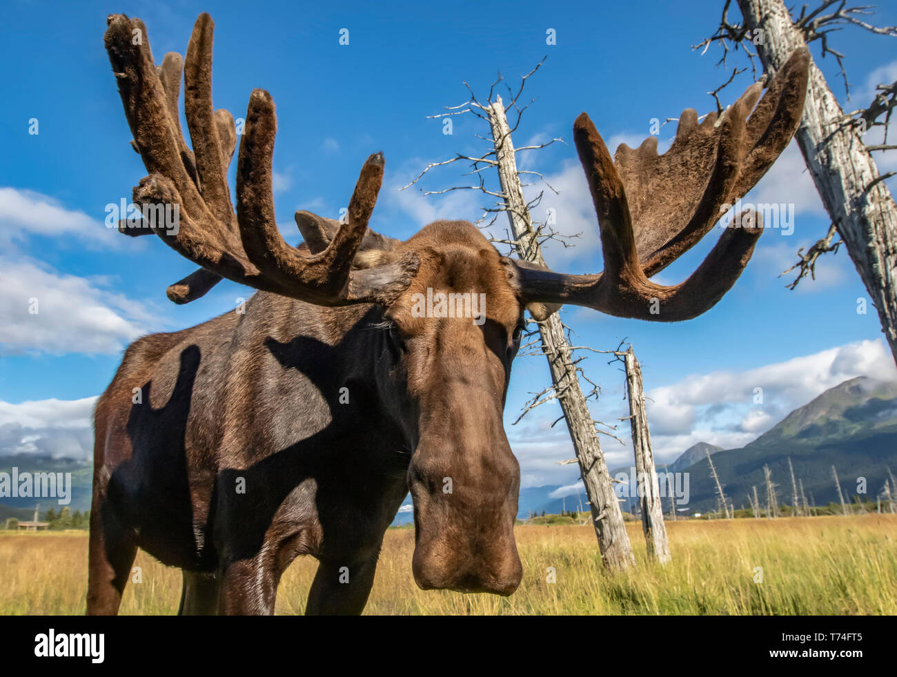 Bull mature l'orignal (Alces alces) avec bois en velours de debout dans un champ, l'Alaska Wildlife Conservation Center, le centre-sud de l'Alaska Banque D'Images