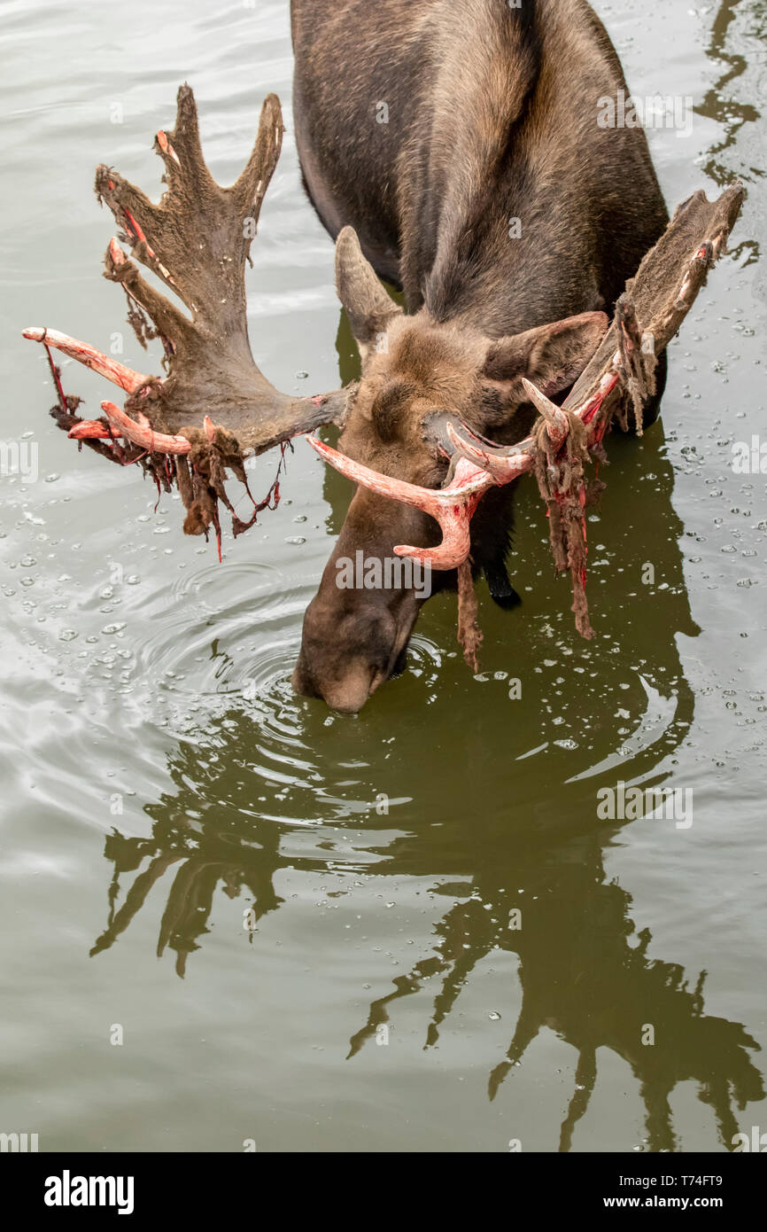 Bull mature l'orignal (Alces alces) dans l'eau avec effusion de cervidés, captive dans l'Alaska Wildlife Conservation Center, le centre-sud de l'Alaska Banque D'Images