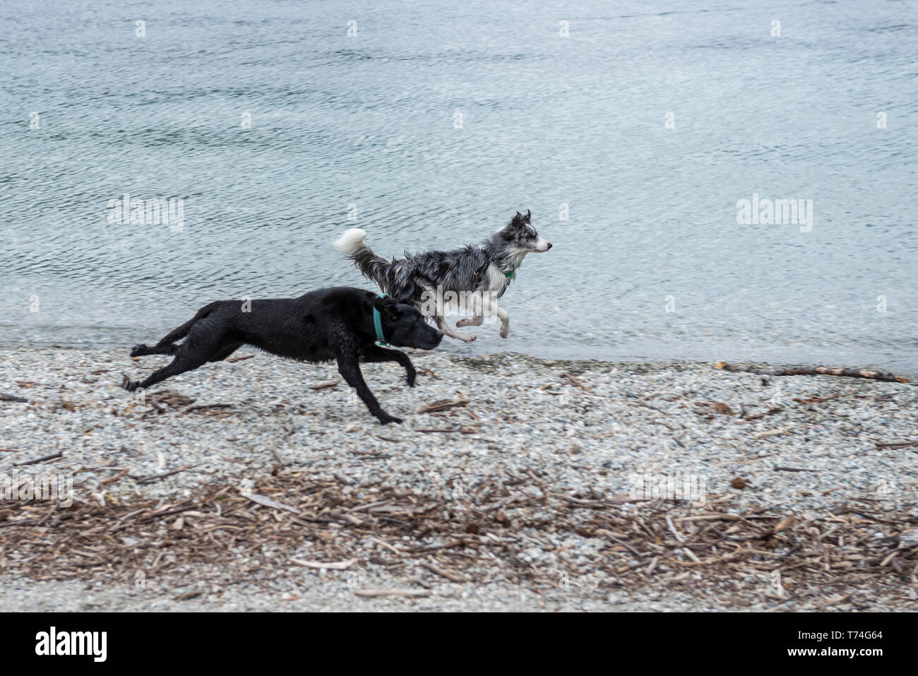 Deux chiens qui courent sur la plage au bord de l'eau, Queenstown, île du Sud, Nouvelle-Zélande Banque D'Images