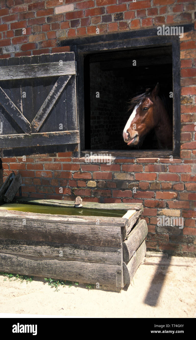 Chevaux de Trait EN PAYS STABLE, NSW, Australie Banque D'Images