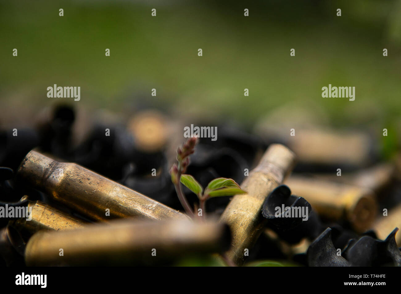 7,62 mm douilles et liens réside dans une pile au cours de machine gun s'entraîner au Camp Hansen, Okinawa, Japon, le 3 mai 2019. Au cours de la formation, du bataillon logistique de combat avec les Marines ont tiré 31 obus plusieurs milliers d'affiner leurs capacités avec des moyennes et des mitrailleuses lourdes. Bec-31 est l'élément de combat de la logistique pour la 31e Marine Expeditionary Unit. La 31e MEU, le Marine Corps' seulement continuellement de l'avant-MEU déployée en partenariat avec l'Escadron amphibie de la Marine américaine 11, fournit une force meurtrière et flexible prêt à réaliser une vaste gamme d'opérations militaires comme la première crise respons Banque D'Images