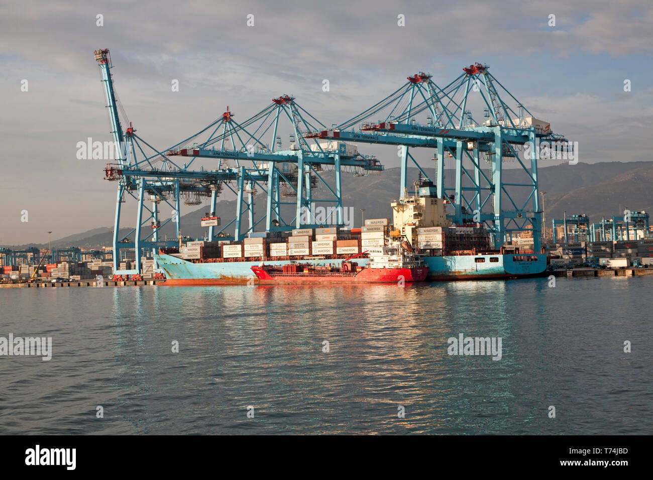 Grandes grues à conteneurs chargement APM Terminals à Algeciras port, Province de Cadix, Espagne Banque D'Images