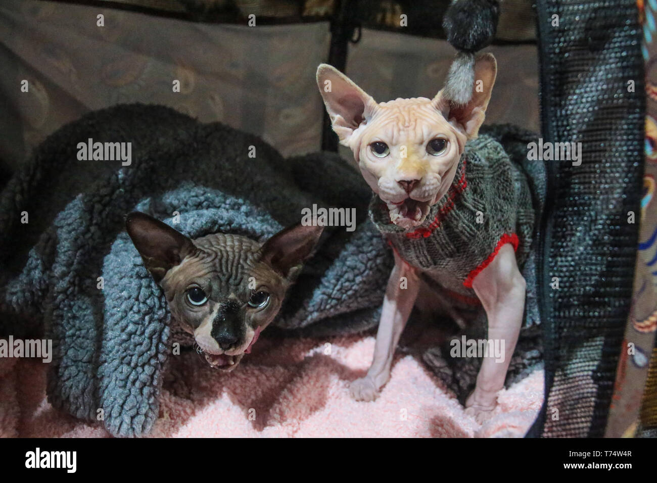 Londres, Royaume-Uni. 04 mai, 2019. Les quais du tabac a été transformé en une arène de chat, avec 71 races de chats Abyssins de l'ancienne à la nouvelle races comme le Lykoi cat, et notamment à la sauvage et le Chausie Bengals.show dispose de 7 anneaux de juger les juges internationaux avec les visiteurs du salon étaient également traités à l'agilité de chat et les célébrités y compris un livre signature de James Bowen et Street Bob Cat.Paul Quezada-Neiman/Alamy live News Crédit : Paul/Quezada-Neiman Alamy Live News Banque D'Images