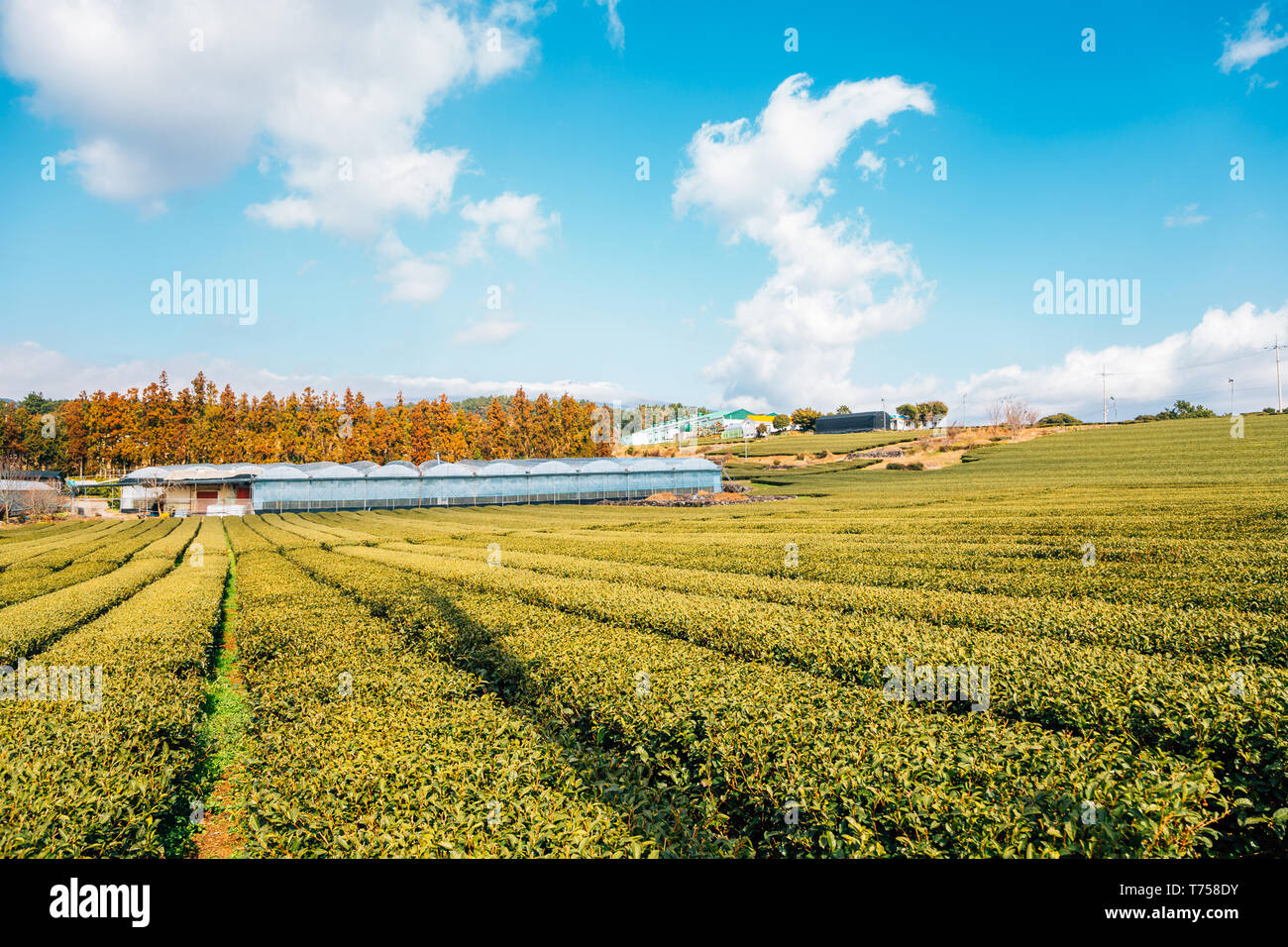 Champ de thé vert dans l'île de Jéju, en Corée Banque D'Images