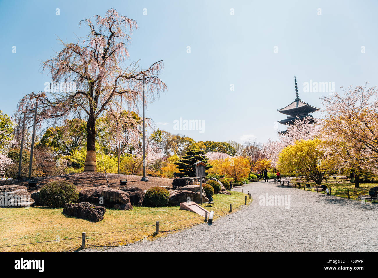 Temple tō-ji et au printemps les cerisiers en fleurs à Kyoto, Japon Banque D'Images