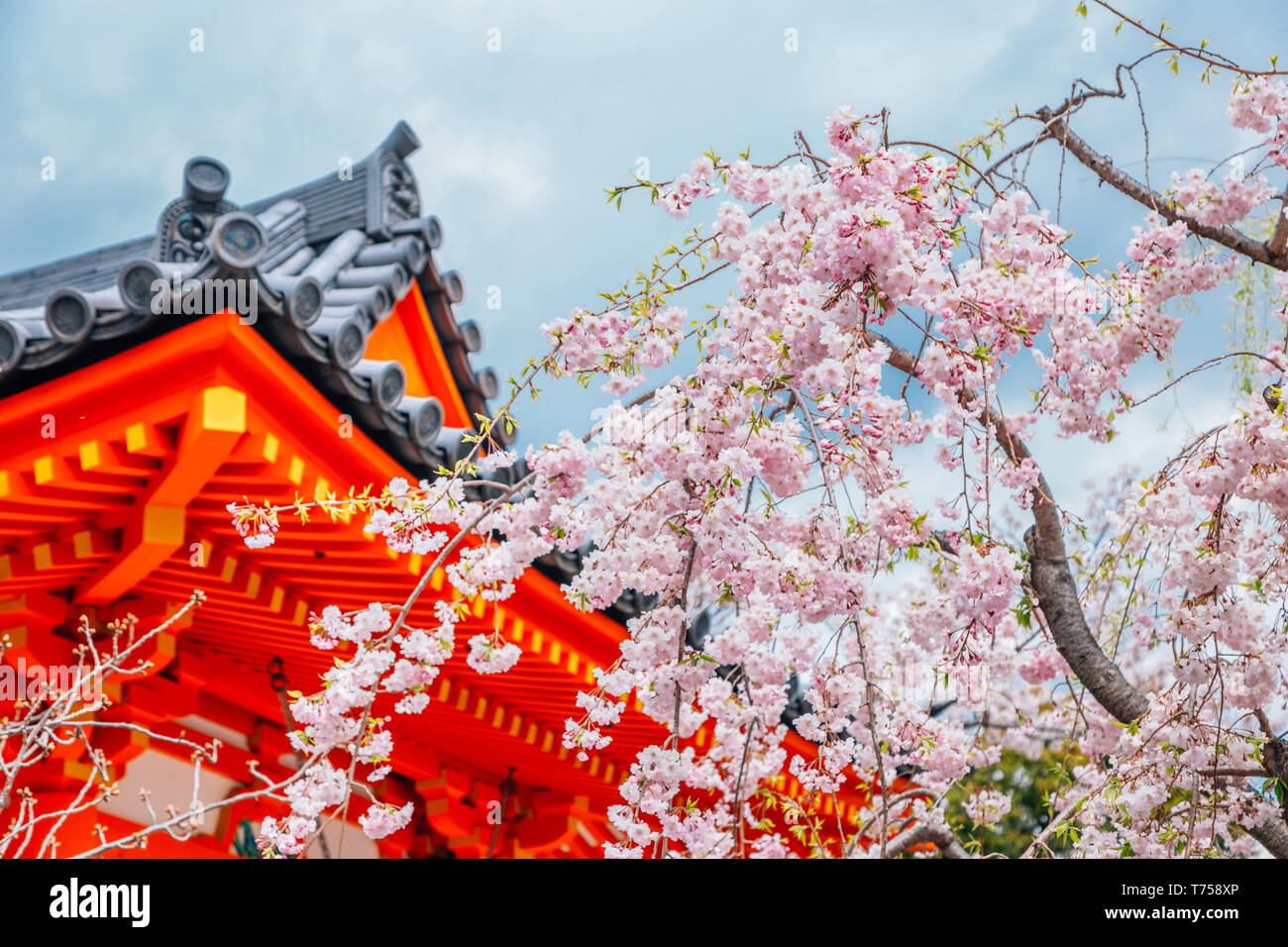 Temple sanjūsangen-dō avec cerisiers en fleurs à Kyoto, Japon Banque D'Images