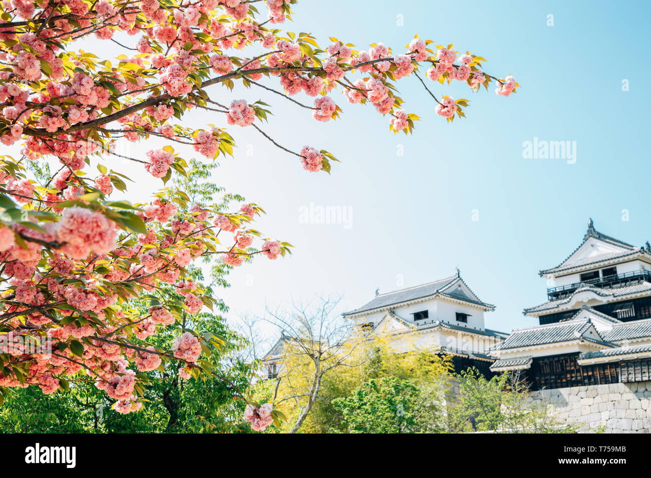 Matsuyama Castle avec fleurs de printemps à Matsuyama, Shikoku, Japon Banque D'Images