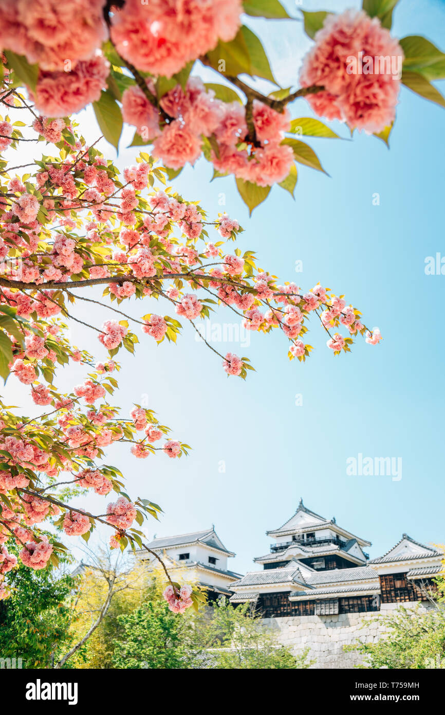 Matsuyama Castle avec fleurs de printemps à Matsuyama, Shikoku, Japon Banque D'Images