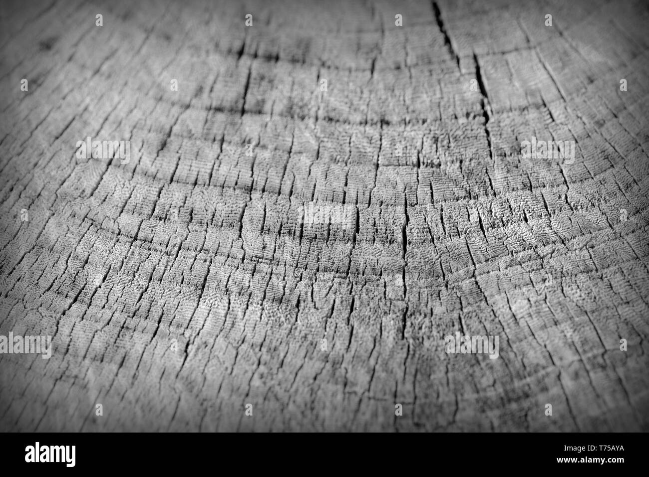 La texture du tronc arbre coupé de près. Fond de bois noir et blanc Banque D'Images