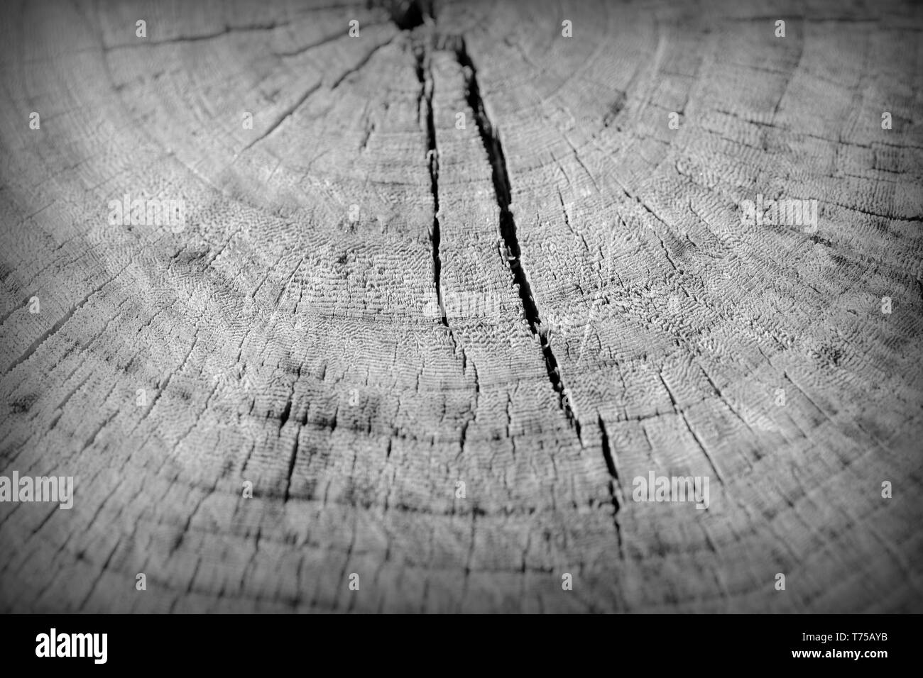 La texture du tronc arbre coupé de près. Fond de bois noir et blanc Banque D'Images