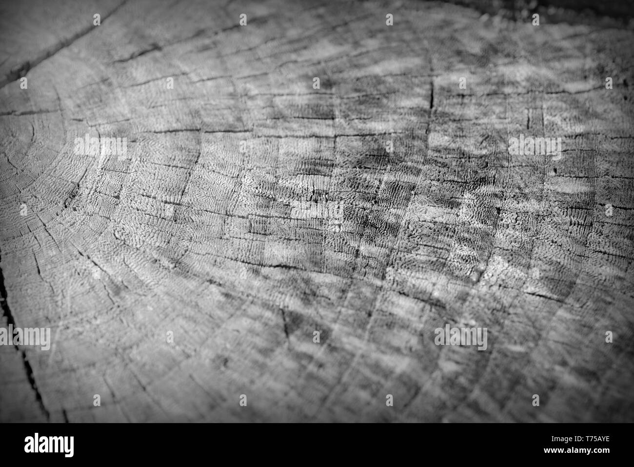 La texture du tronc arbre coupé de près. Fond de bois noir et blanc Banque D'Images