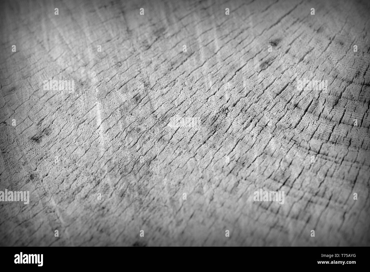 La texture du tronc arbre coupé de près. Fond de bois noir et blanc Banque D'Images