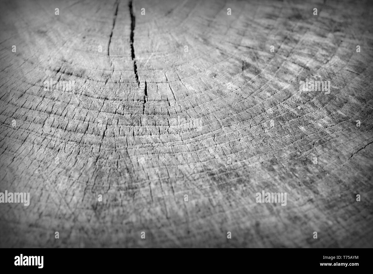 La texture du tronc arbre coupé de près. Fond de bois noir et blanc Banque D'Images