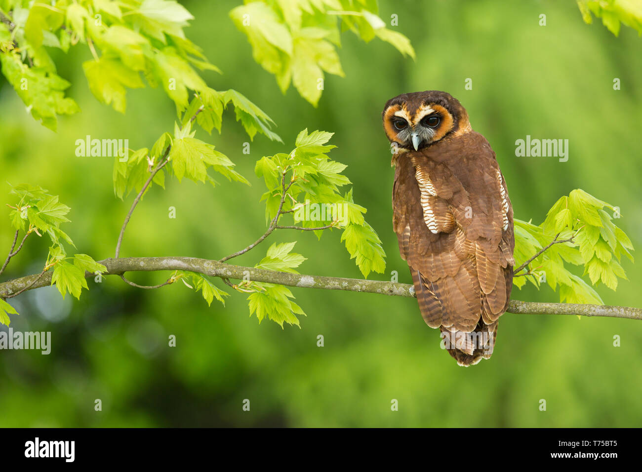 Brown Owl Strix leptogrammica (bois) se trouve dans l'Inde, le Bangladesh et le Sri Lanka, l'est à l'ouest de l'Indonésie, Taïwan et Chine du sud. Banque D'Images