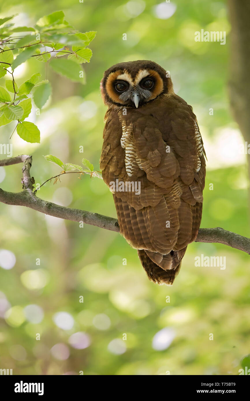 Brown Owl Strix leptogrammica (bois) se trouve dans l'Inde, le Bangladesh et le Sri Lanka, l'est à l'ouest de l'Indonésie, Taïwan et Chine du sud. Banque D'Images