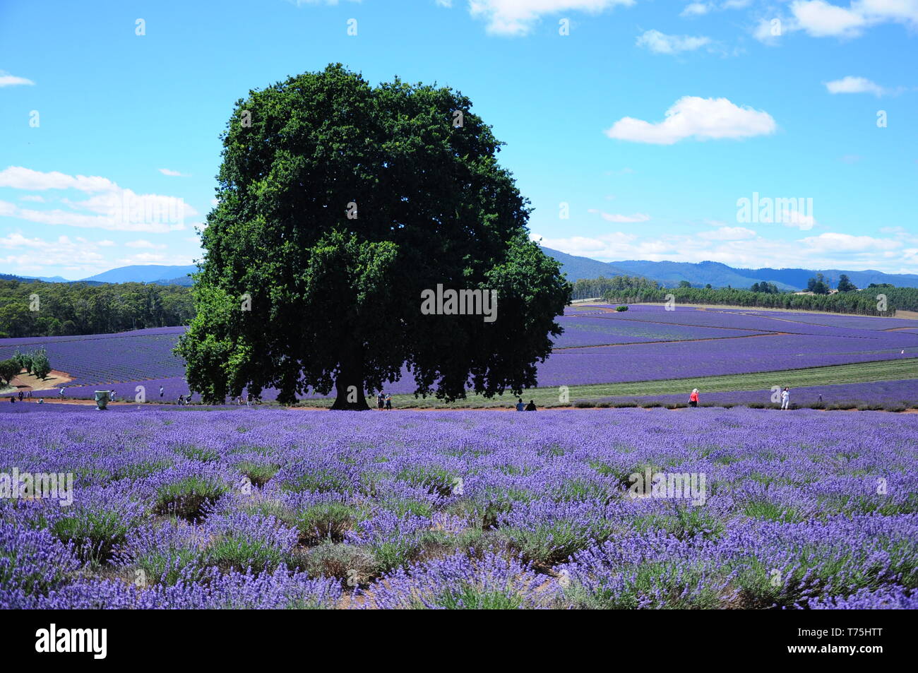Lavender Farm à Launceston, en Tasmanie Banque D'Images