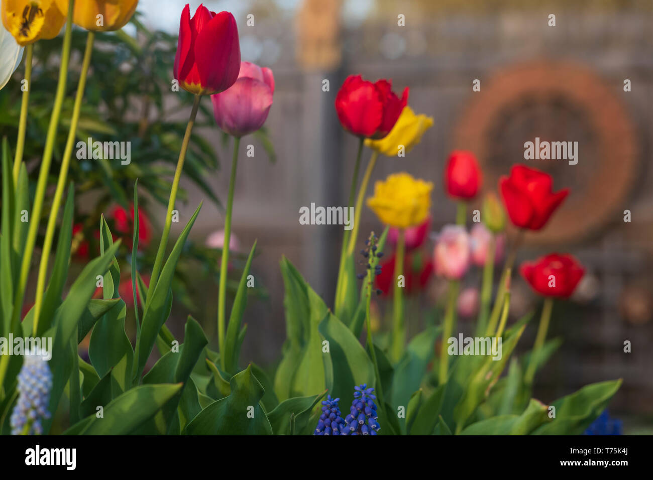 S'élever au-dessus des tulipes dans un jardin au début de mai. Banque D'Images