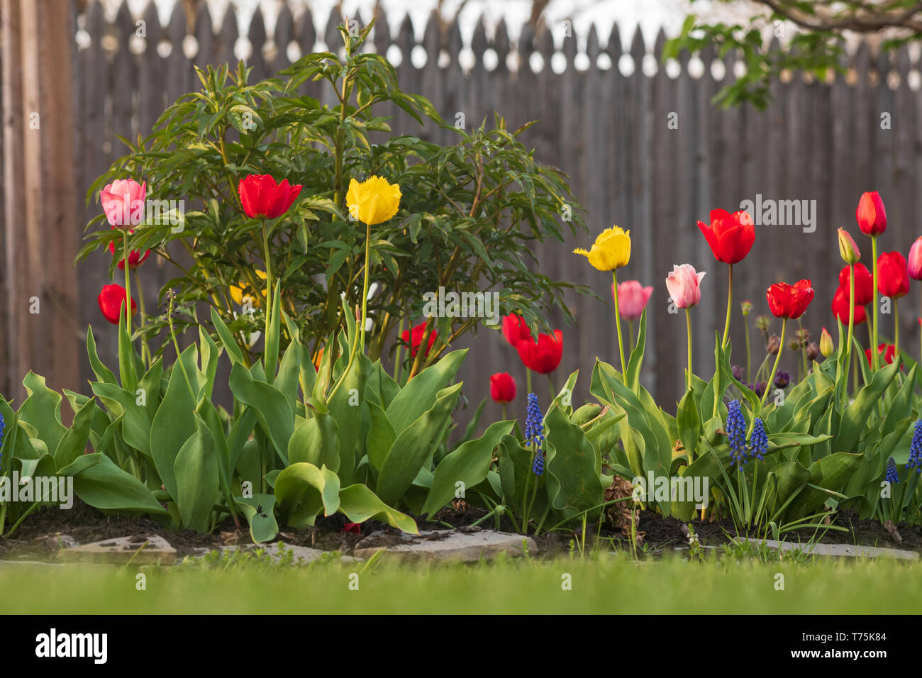 S'élever au-dessus des tulipes dans un jardin au début de mai. Banque D'Images