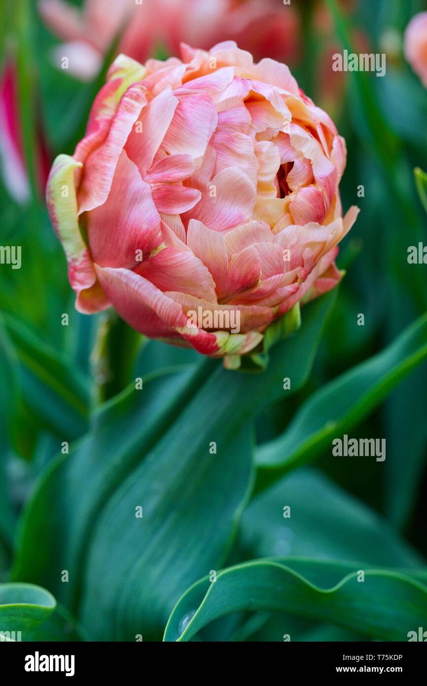 Image cuivre tulipe Banque D'Images