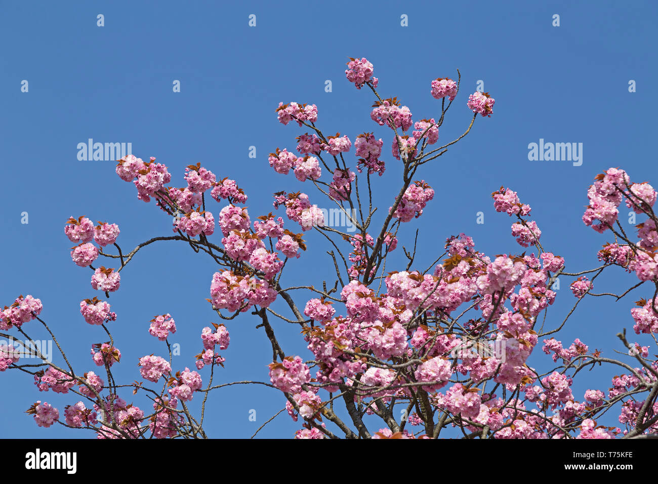 Japanese cherry blossom, Bremerhaven, Brême, Allemagne Banque D'Images
