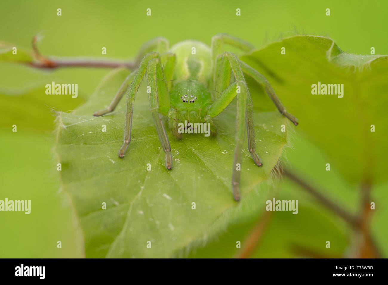 La faune macro photo d'araignée huntsman vert, Micrommata virescens Banque D'Images La faune macro photo d'araignée huntsman vert, Micrommata virescens Banque D'Images