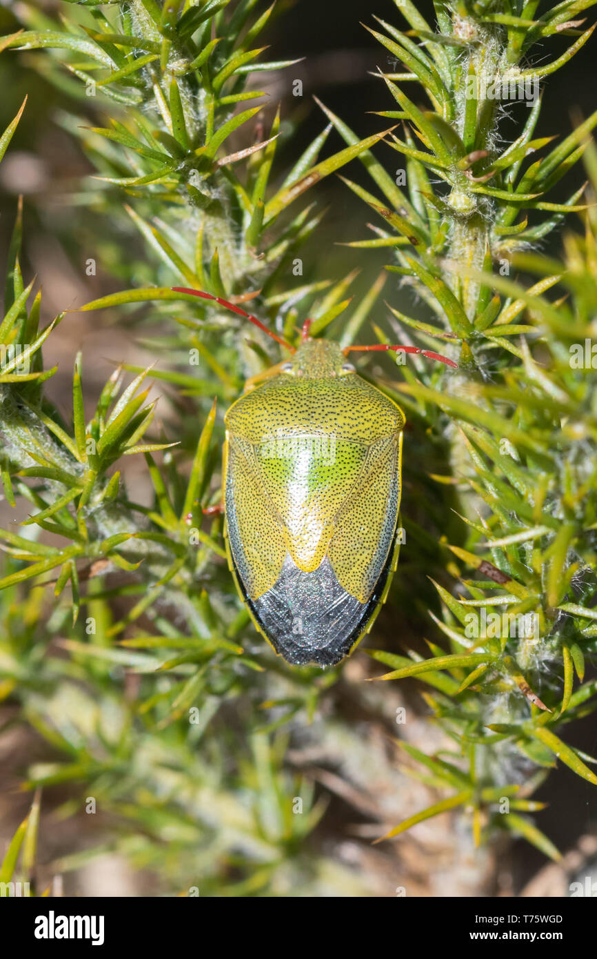Piezodorus lituratus, l'ajonc Shieldbug (bouclier bug), un insecte dans la famille Pentomidae, sur l'ajonc dans l'habitat des landes, UK Banque D'Images