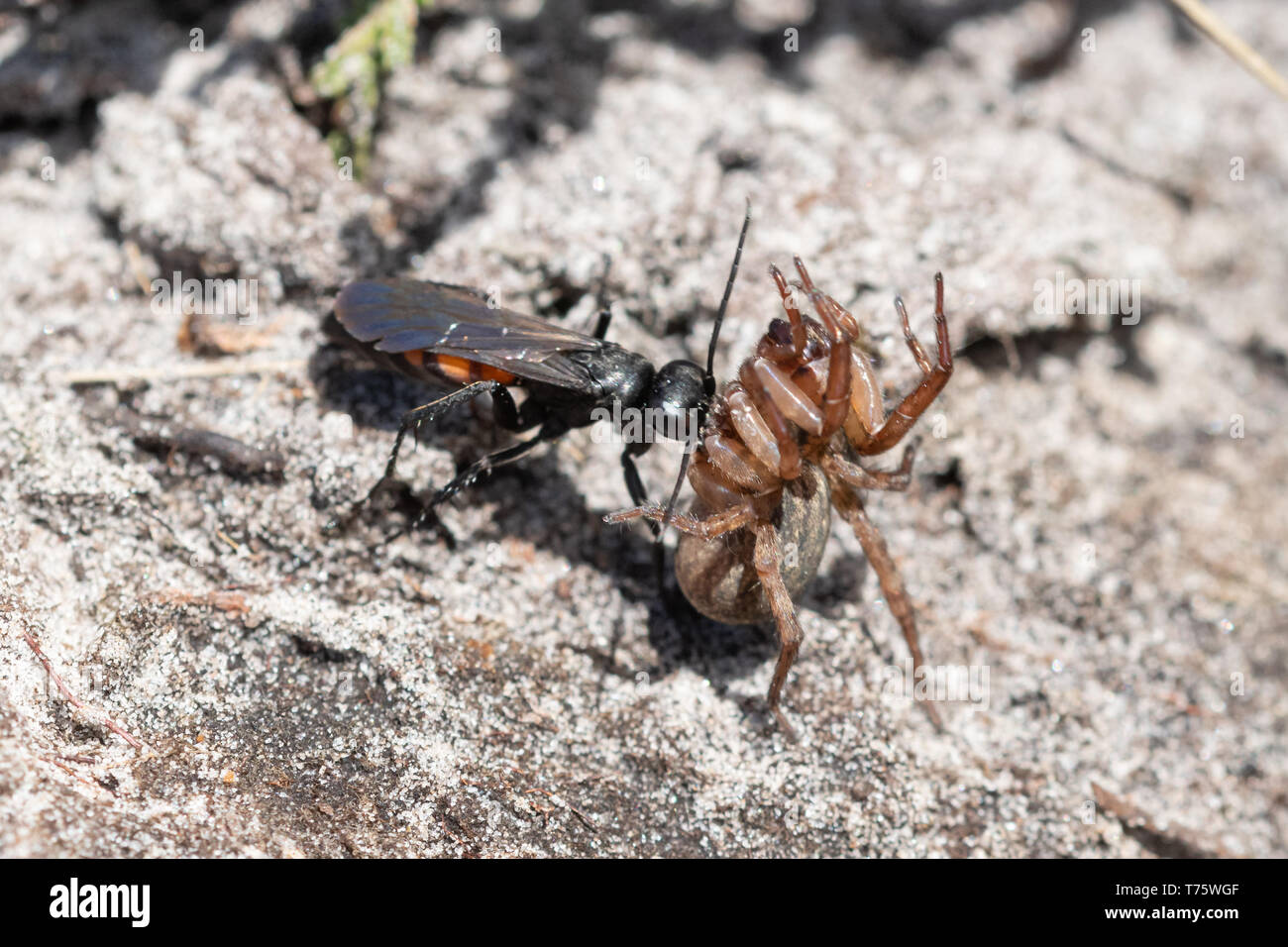 Bandes noires (Anoplius viaticus wasp spider) provisioning son nid s'enfouir dans le sable avec une araignée paralysée, Surrey lande, au Royaume-Uni. Le comportement des insectes. Banque D'Images