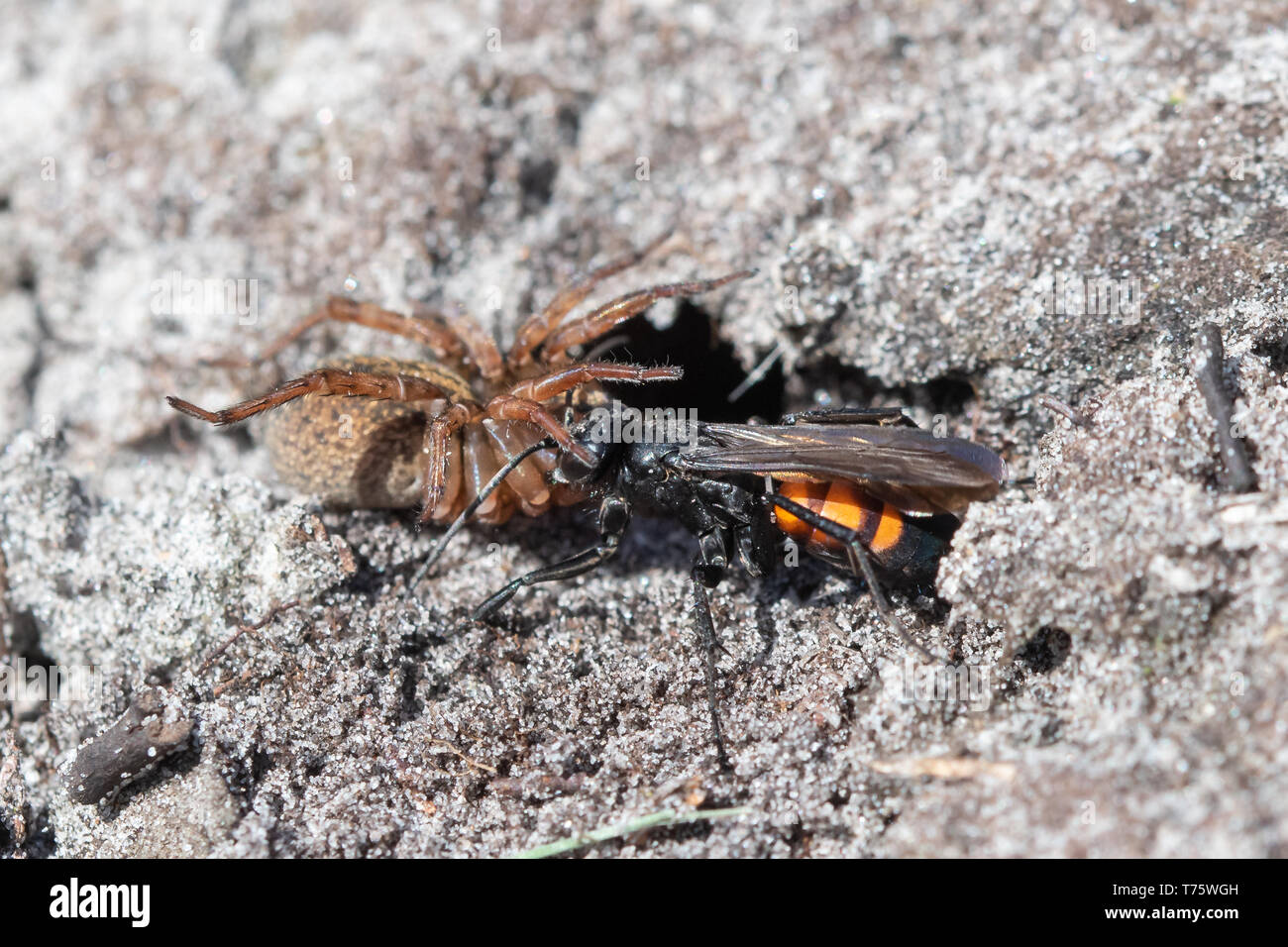 Bandes noires (Anoplius viaticus wasp spider) provisioning son nid s'enfouir dans le sable avec une araignée paralysée, Surrey lande, au Royaume-Uni. Le comportement des insectes. Banque D'Images