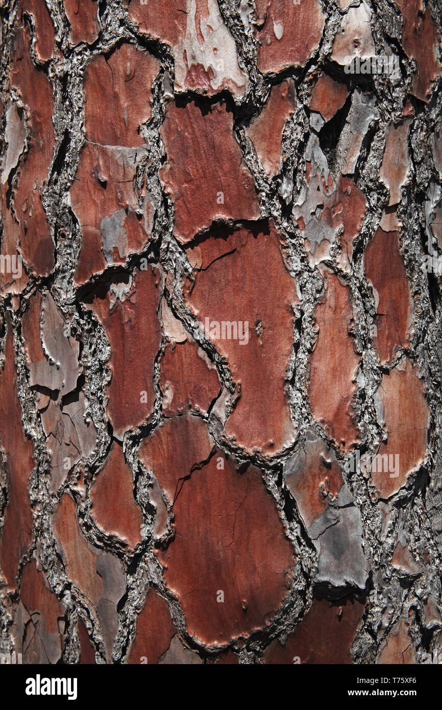 Écorce de pin parasol Pinus pinea Corse France Banque D'Images