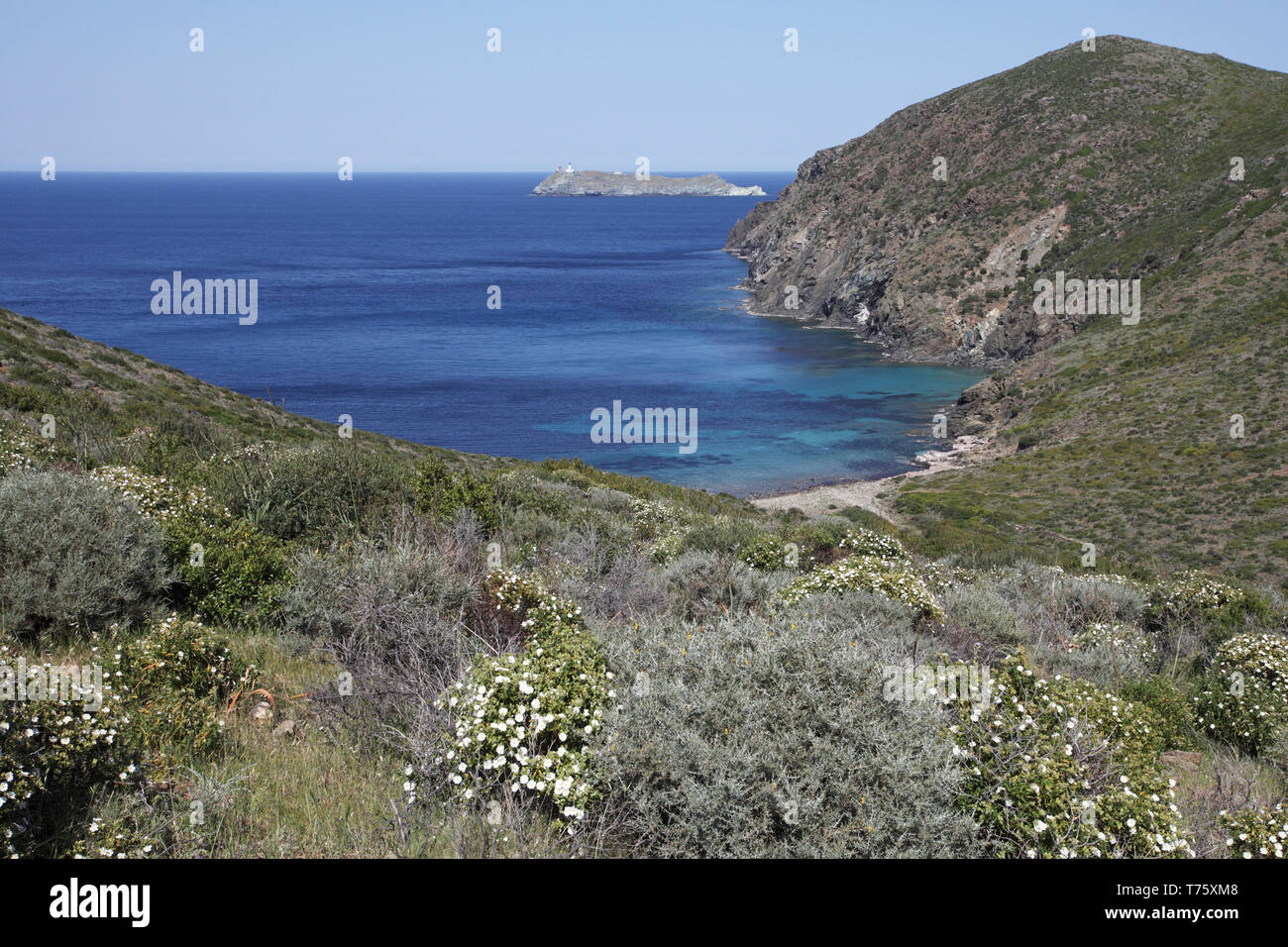 Capo Grosso et garrigue avec l'île de Giraglia au-delà de la Corse France Banque D'Images