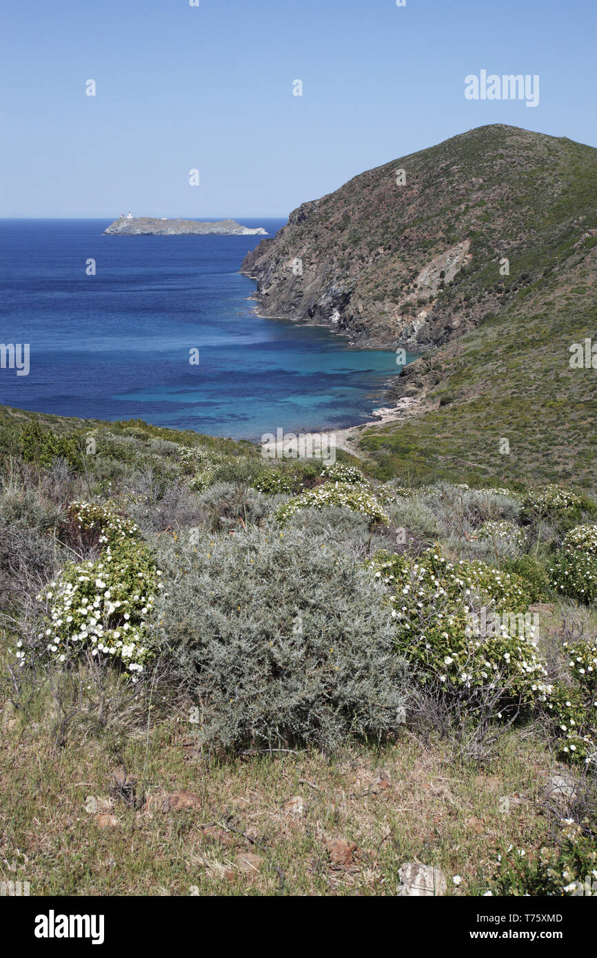 Capo Grosso et garrigue avec l'île de Giraglia au-delà de la Corse France Banque D'Images