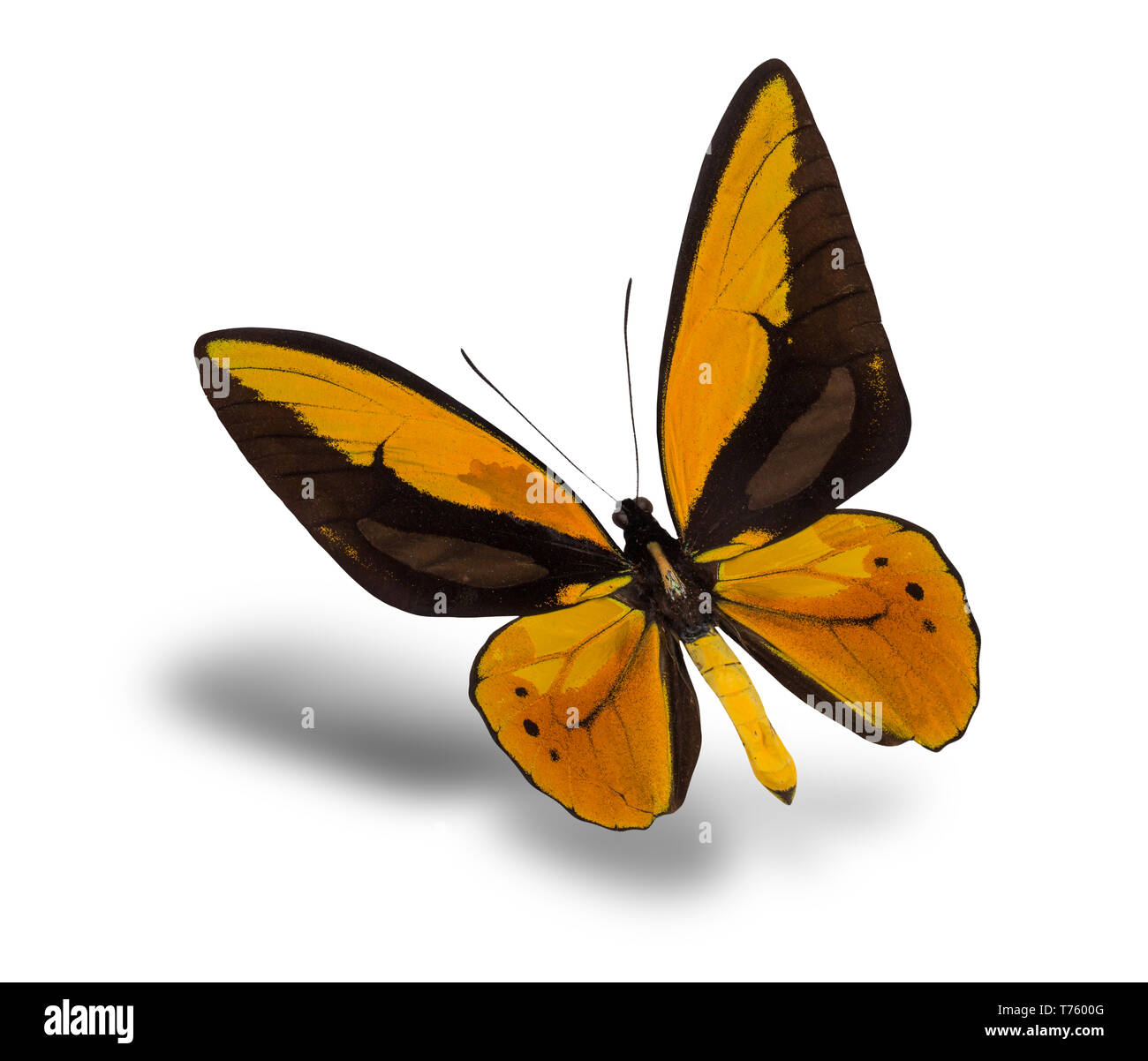 Ornithoptera croesus lydius papillon isolé sur un fond blanc. Banque D'Images