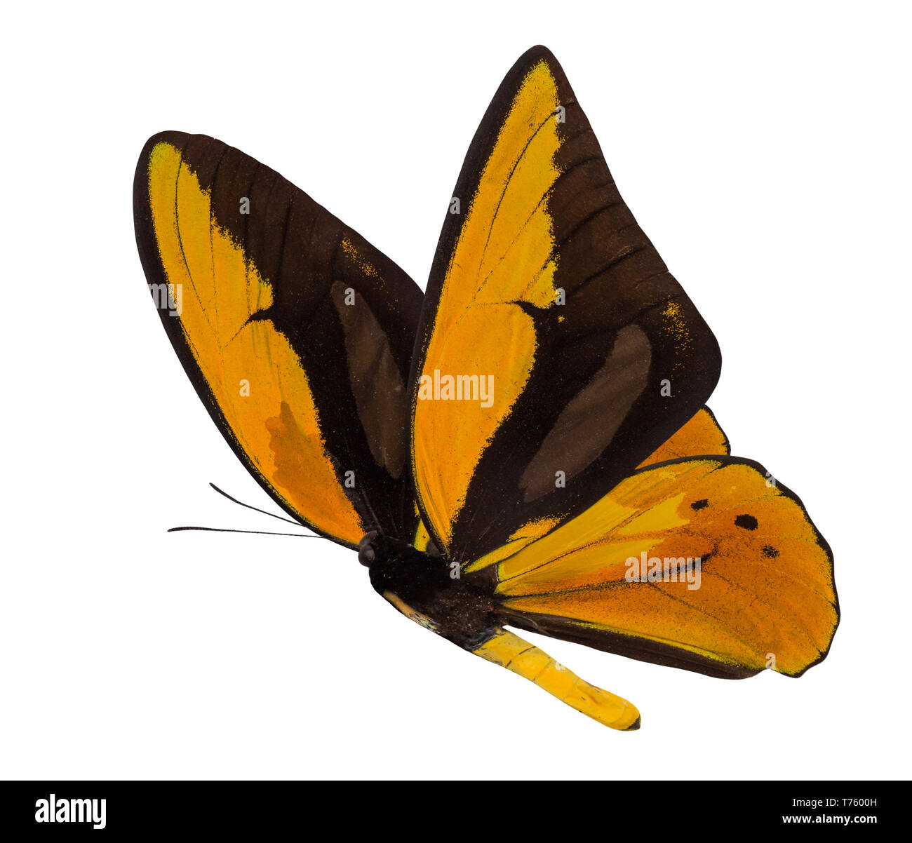 Ornithoptera croesus lydius papillon isolé sur un fond blanc. Banque D'Images