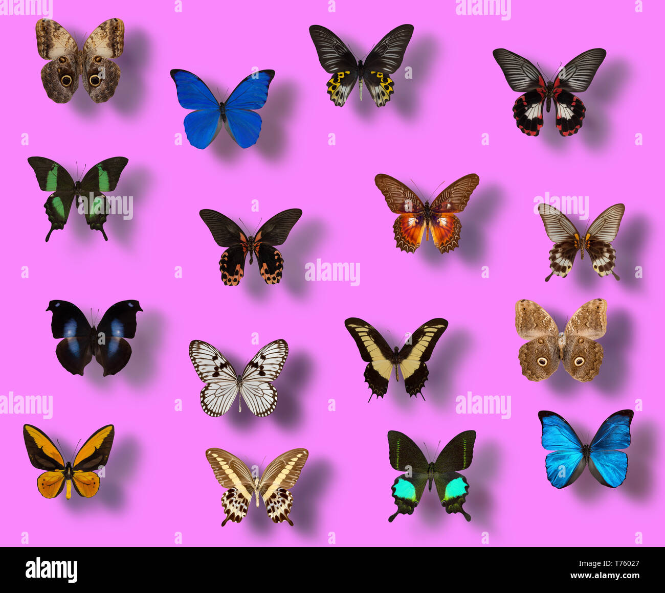 Collection de papillons sur fond rose. Banque D'Images