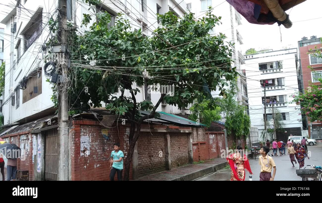 Fruits asiatique rose apple tree Banque D'Images