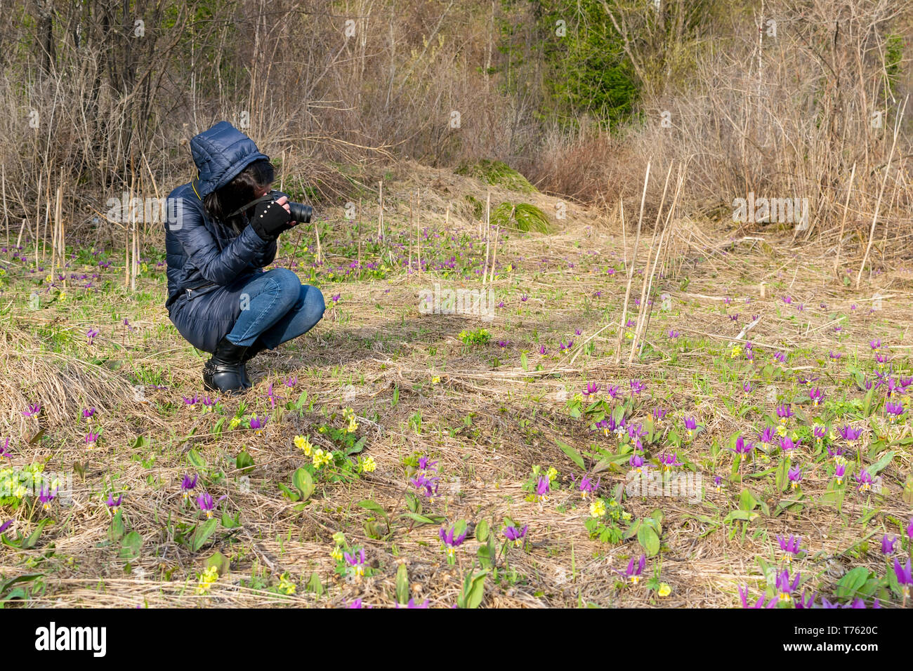 Une fille dans une veste chaude dans la nature prendre des photos de fleurs dans une clairière Banque D'Images