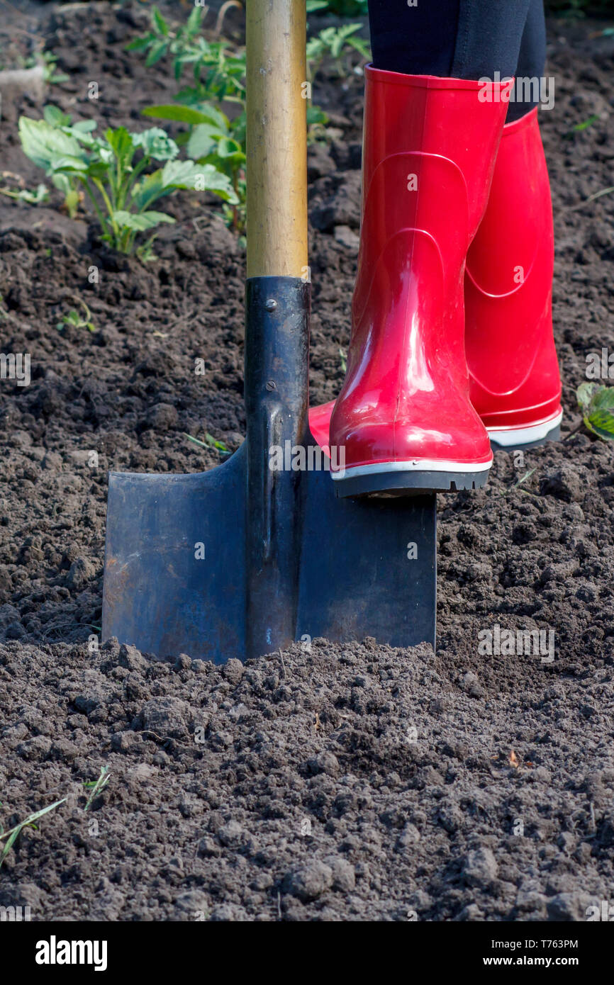 Chauffeur particulier en bottes de caoutchouc est de creuser le sol sur un lit. La productrice creuse dans un jardin à l'aide d'une grande pelle. Banque D'Images