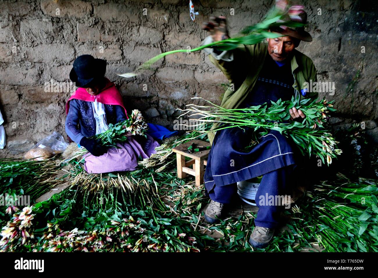 Harvest Astromelias lys - communauté paysanne dans Humacchuco - Parc National Huascaran. Département d'Ancash au Pérou. Banque D'Images