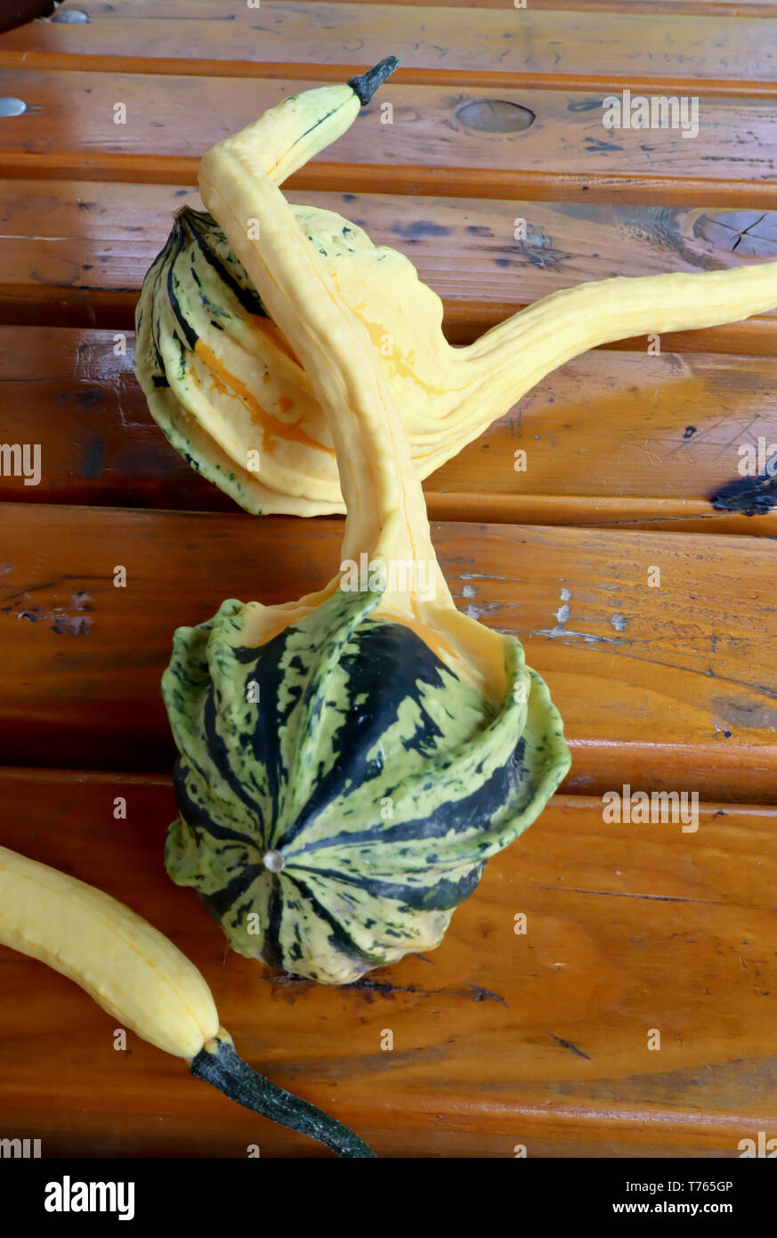 Les courges miniatures organiques, des citrouilles ornementales sur table en bois close up Banque D'Images
