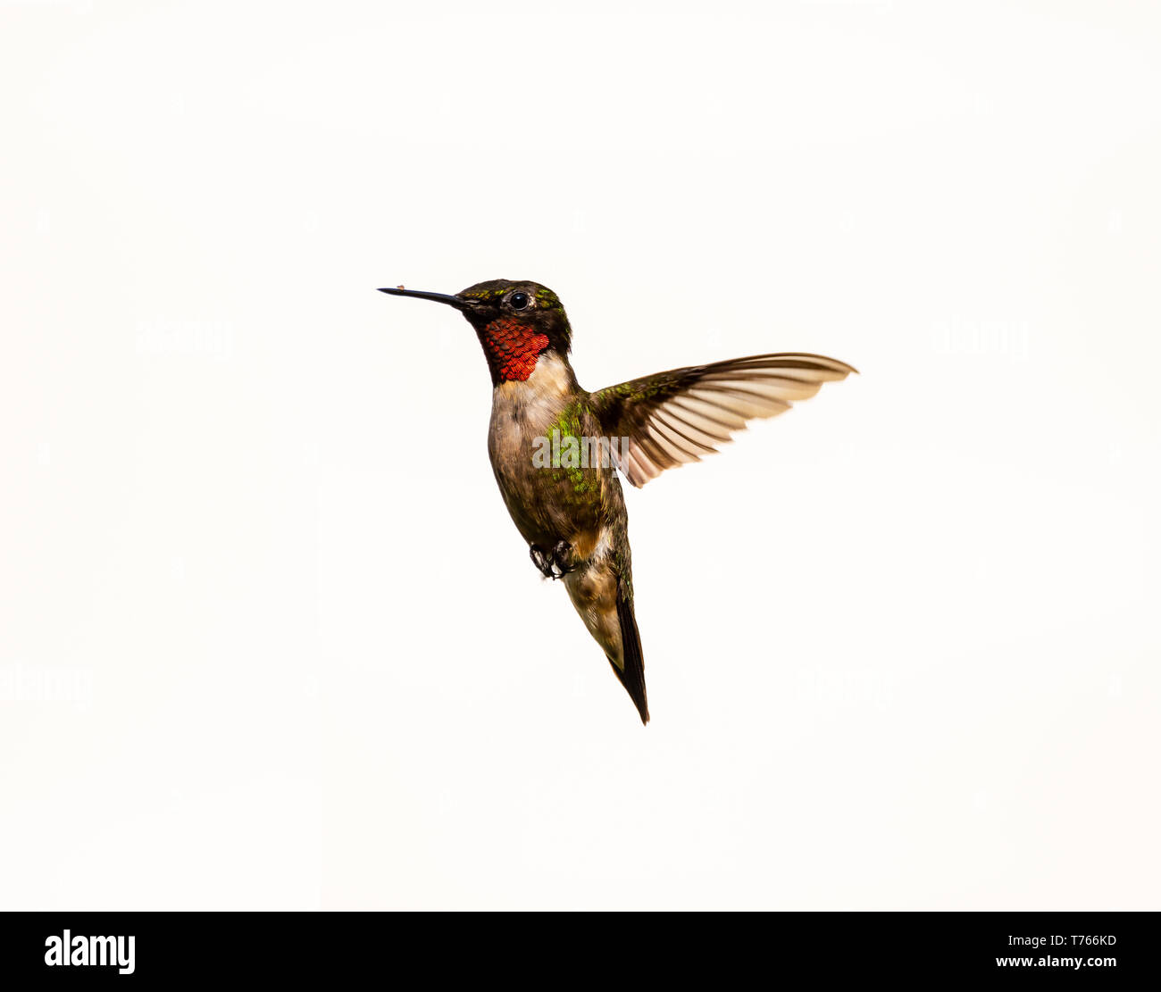Ruby-Throated avec Hummingbird nectar sur son bec planant dans les airs. Banque D'Images