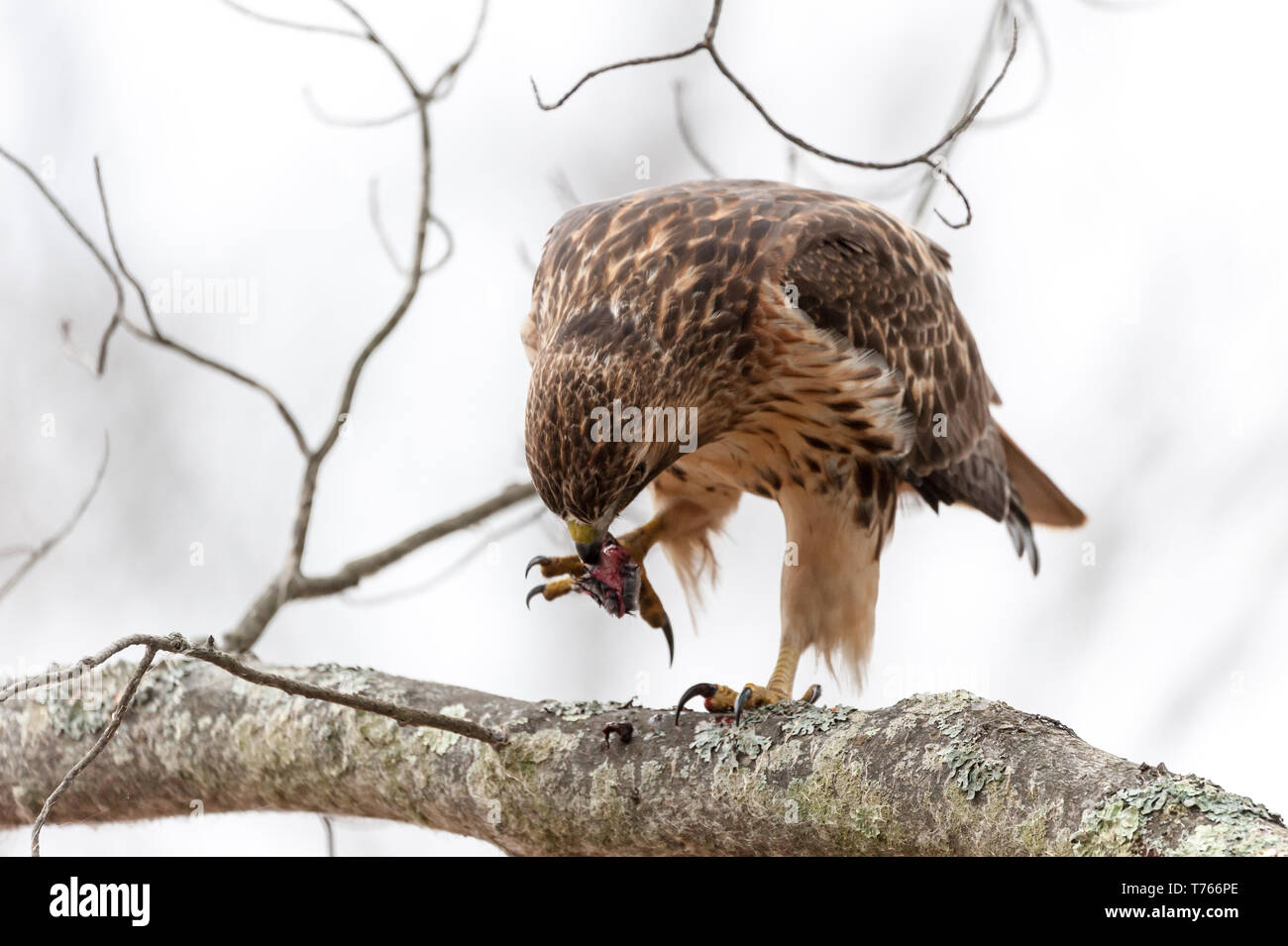Red-Tailed Hawk les serres de nettoyage après un repas. Banque D'Images