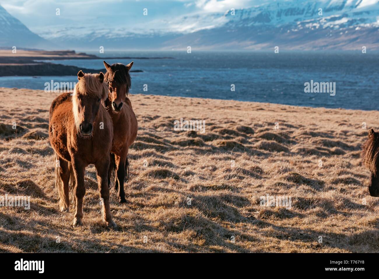 Belles poneys sauvages dans le champ Banque D'Images