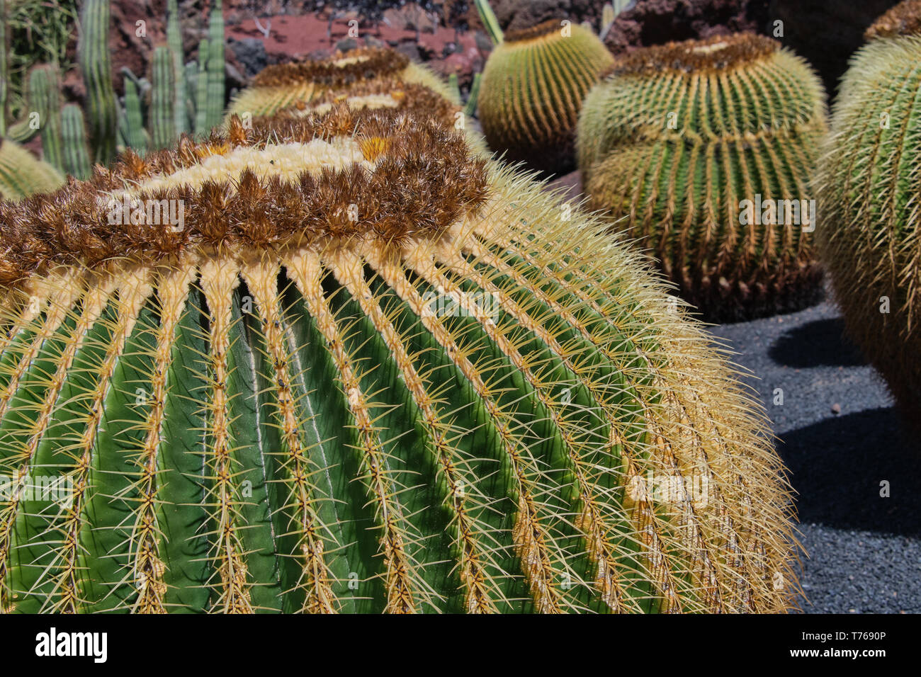 Close up sur cactus appelé en Amérique bateau à quille sur une journée ensoleillée Banque D'Images