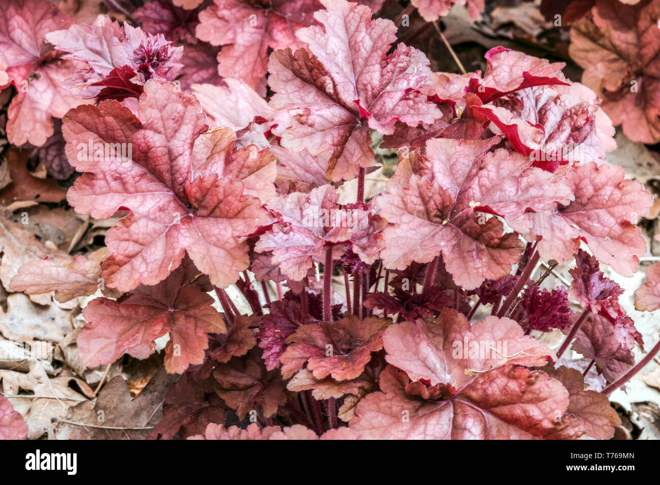 Alumroot Heuchera Peach Flambe Clump formant, feuillage de printemps Heucheras feuilles de mai Banque D'Images