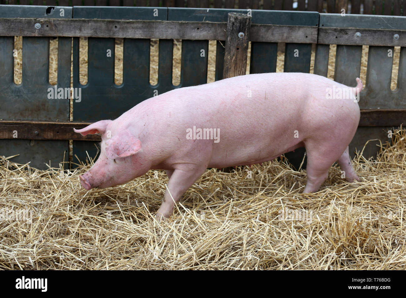 Young pig fonctionne sur foin frais contre la barrière en bois à une  porcherie. Les porcs vivant sur une ferme biologique. Cochon sur la ferme.  Ménage les porcs Photo Stock - Alamy