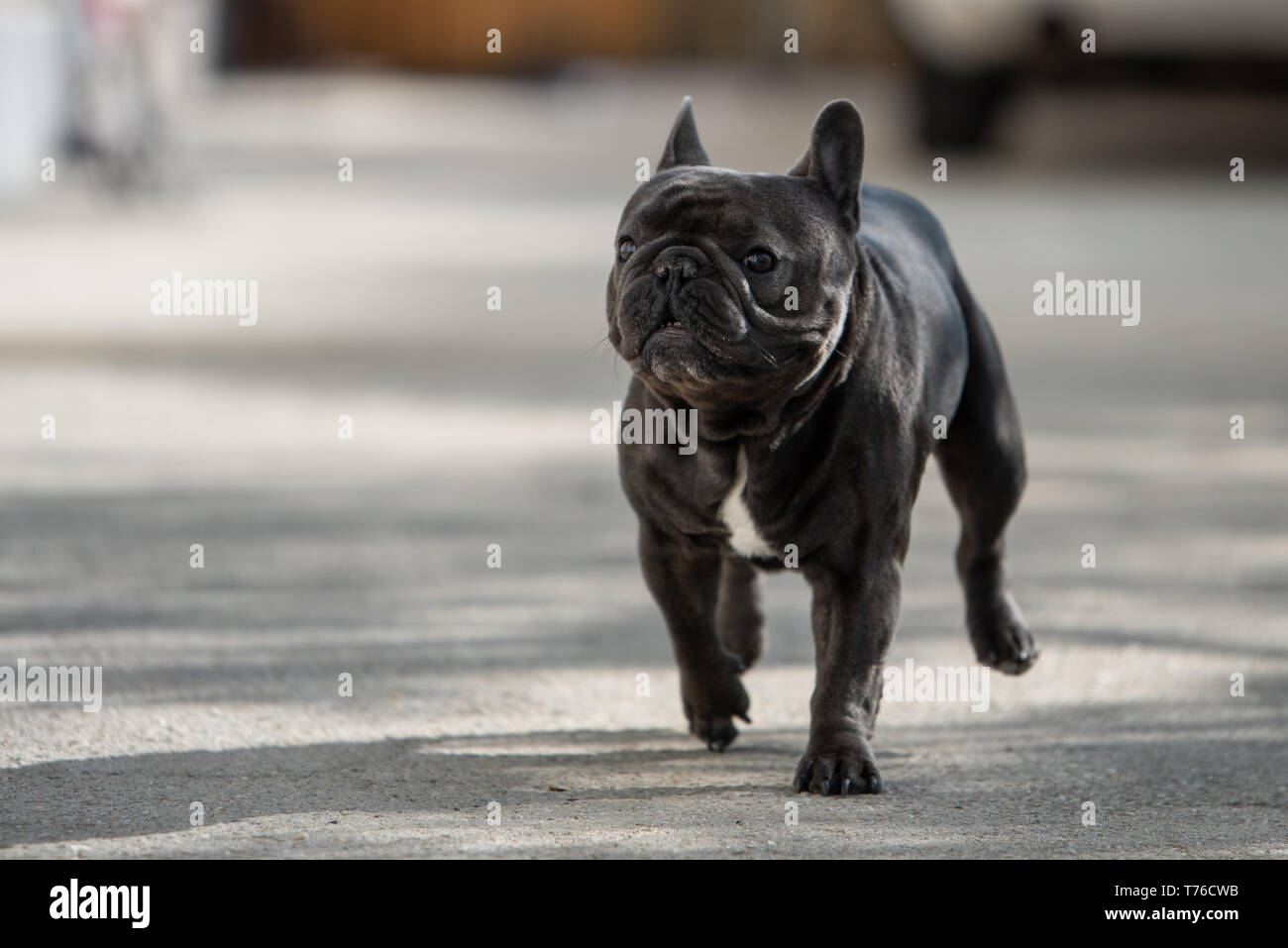 Tourné en plein air de bouledogue français animal sans laisse. Chiot mignon mâle est de prendre une marche Banque D'Images