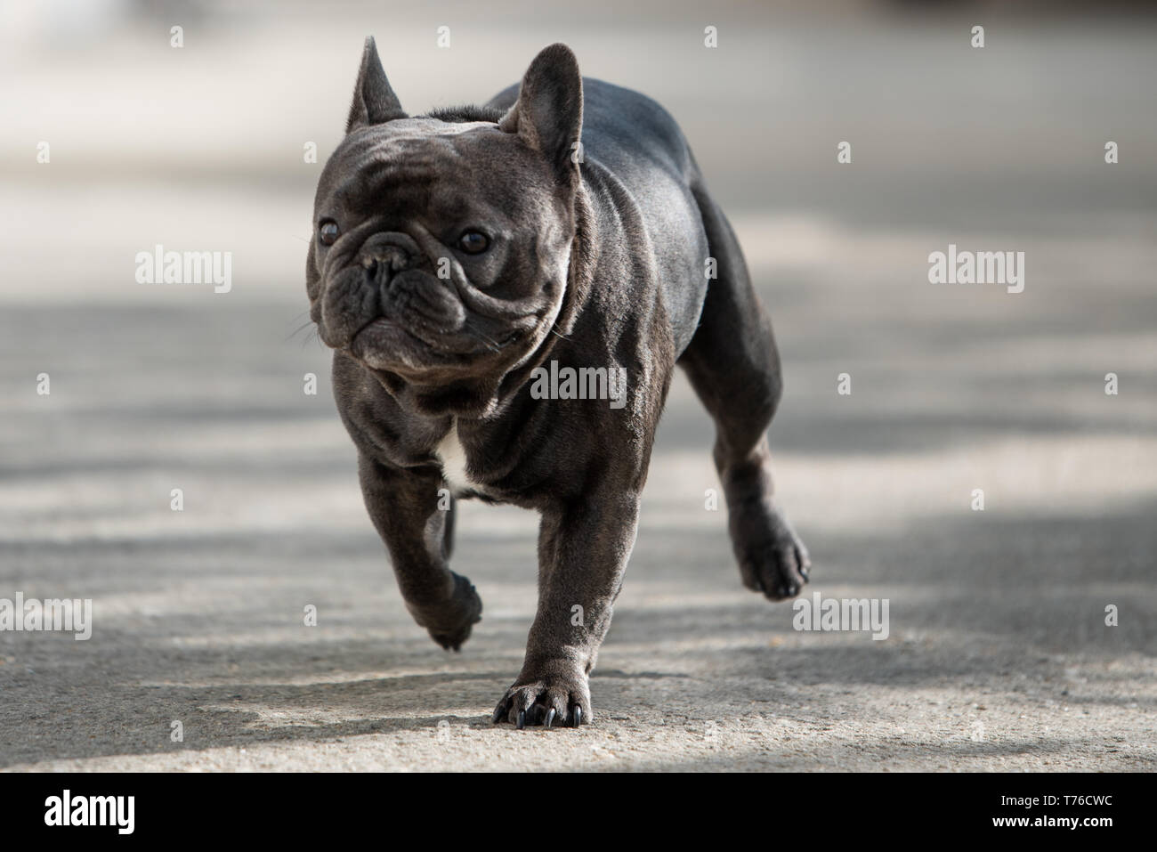 Close up shot plein air de bouledogue français animal sans laisse. Chiot mignon mâle est de prendre une marche Banque D'Images